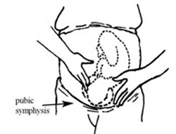 Pubic symphysis