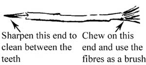 A traditional dental stick. One end is sharpened and used to clean between the teeth. The other end is chewed on and the fibres used as a brush