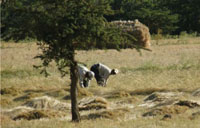 Farmers working in the field.