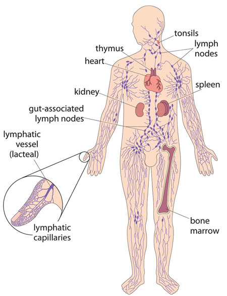 A picture of the human body with the sites in the body (in addition to the blood) where cells of the human immune system are concentrated labelled.