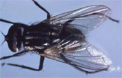 Fly