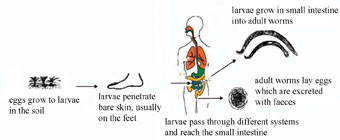 The transmission cycle of hookworms