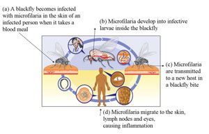 Transmission of Onchocerca volvulus