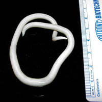 A female adult ascaris worm
