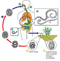 The life cycle of ascaris worms