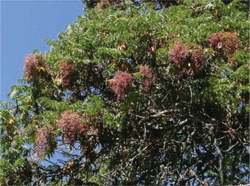 Flowers of Hagenia abissinica (or kosso)