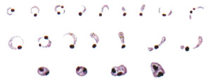 cd_session41_fig2