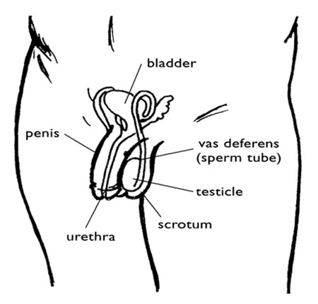 Normal male reproductive organs.