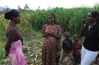 A group of women stand talking to each other whilst in the crop.