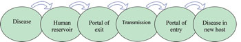 Chain of infection model.