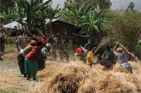 A community farming together.