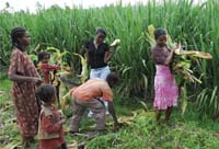 A community farming together collecting theharvest.