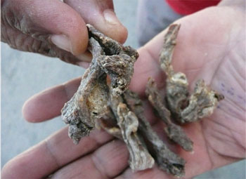 Quanta, preserved by drying