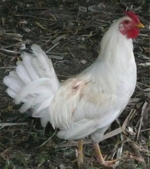 Healthy, well-kept chicken