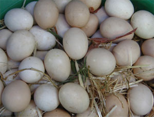 These eggs are clean and have no cracks