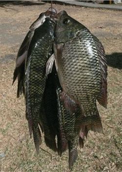 Freshly caught fish