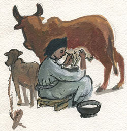 Milking a clean and healthy cow