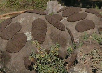 Dung for fuel drying in the sun