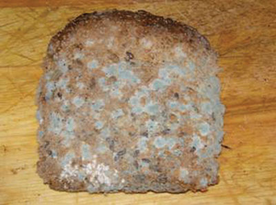 Fungi growing on bread