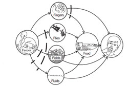 Routes of disease transmission