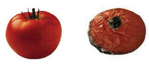 Tomato attacked by fungi