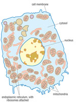 Drawing of a human cell with its internal structures