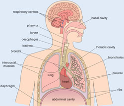 Diagram of respiratory system