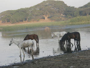 Animals need an adequate source of drinking water