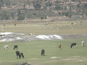 Animals need adequate grazing land